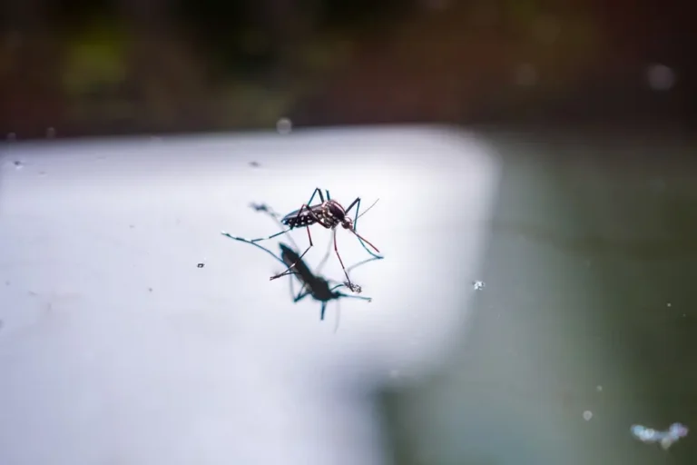 Mosquitoes resting on glass surface highlighting indoor mosquito activity.