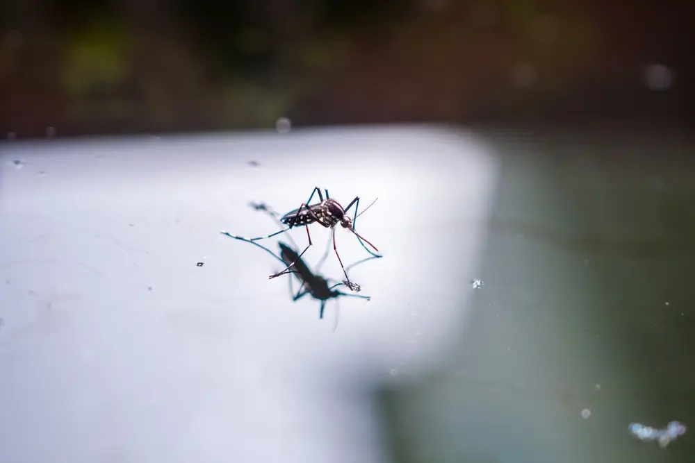 Mosquitoes resting on glass surface highlighting indoor mosquito activity.