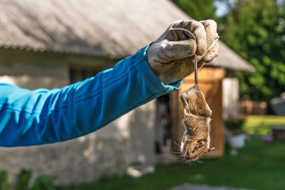 Gloved hand holding dead mouse representing professional mouse control service.