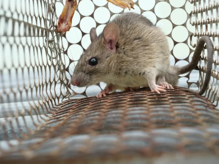 Mouse inside live trap cage showing mice control solution