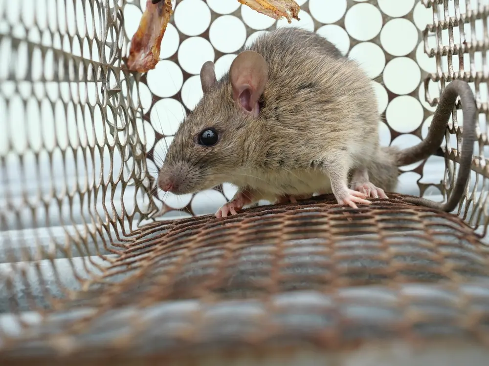 Mouse inside live trap cage showing mice control solution