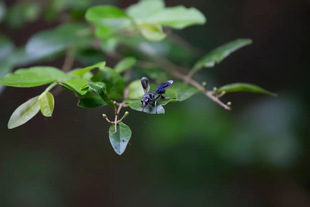 Mud dauber wasp resting on leaves, highlighting open pipe mud daubers activity.