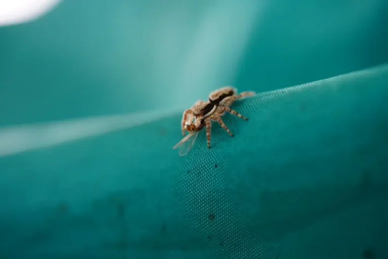 Non venomous spider on indoor wall near ceiling corner.