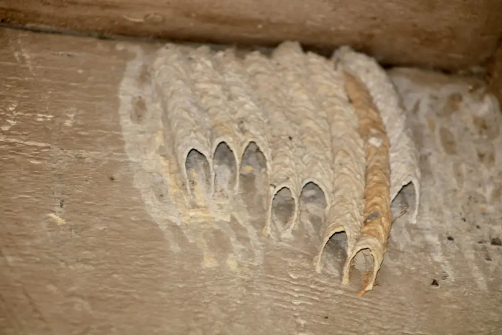 Open pipe mud daubers nest attached to wooden surface.