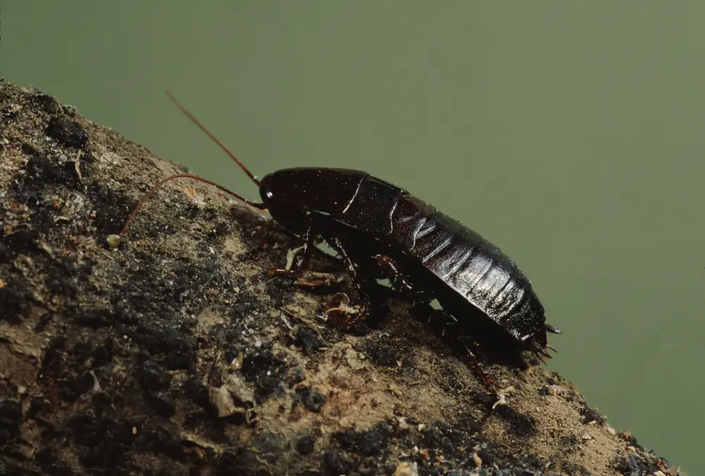Oriental cockroaches crawling along indoor wall surface.