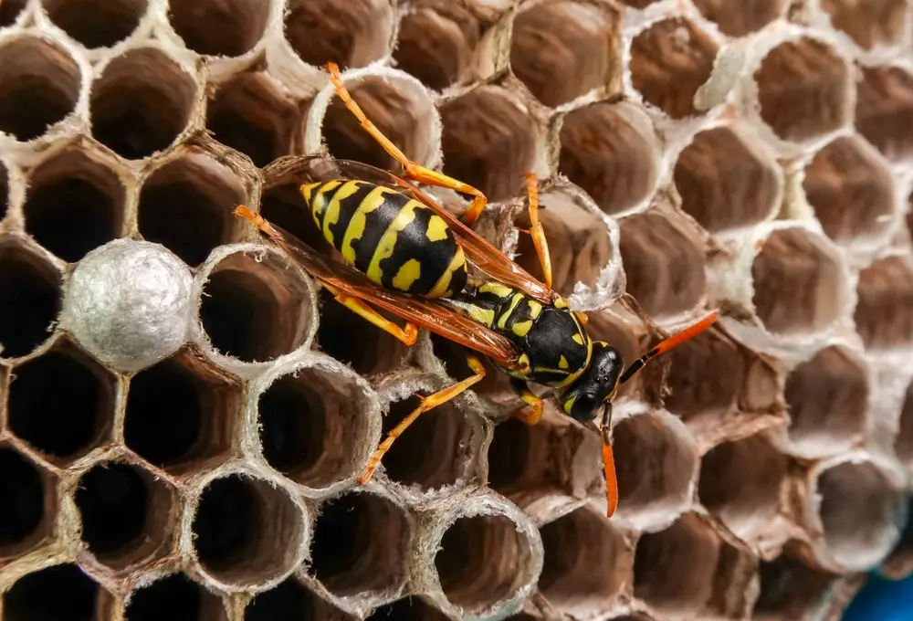 Paper wasp on honeycomb nest showing paper wasps infestation activity