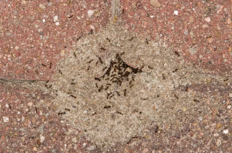 Pavement ants swarming around crack in concrete surface.