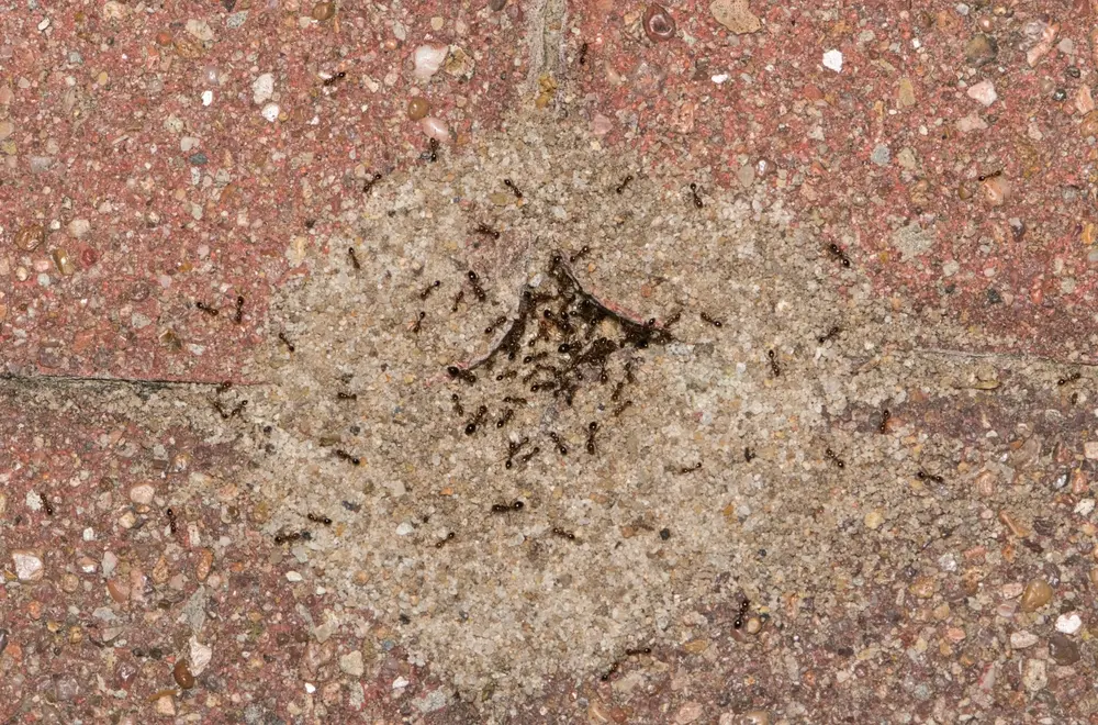 Pavement ants swarming around crack in concrete surface.