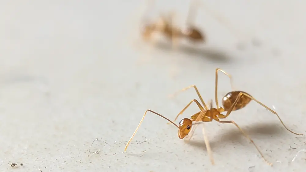 Pharaoh ants on tree bark representing Pharaoh Ants colony activity