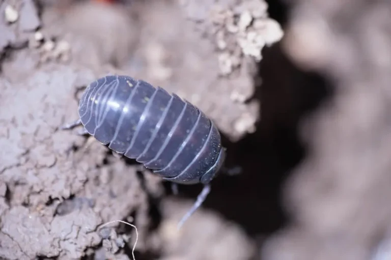 Pill bug in soil close-up showing pill bugs habitat and activity