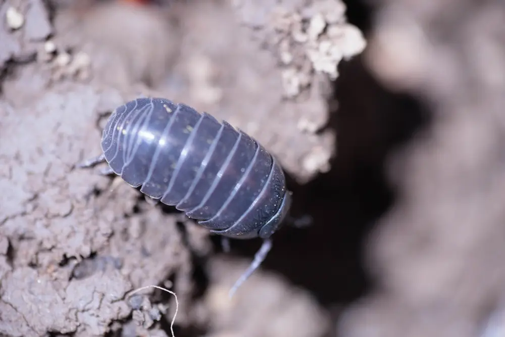 Pill bug in soil close-up showing pill bugs habitat and activity
