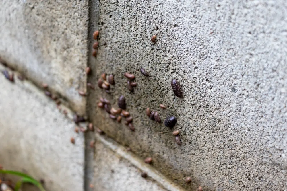 Pillbugs clustered on exterior wall surface showing moisture pest activity