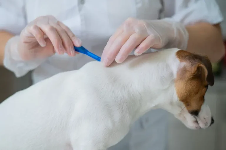 Professional applying tick treatment to a dog’s fur as part of a professional tick control service.
