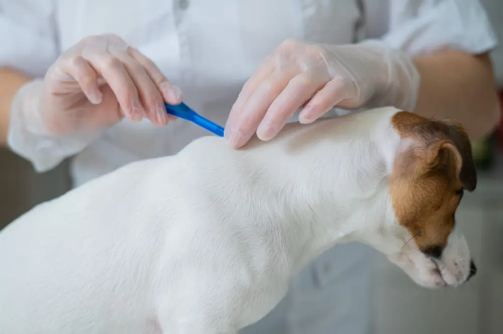 Professional applying tick treatment to a dog’s fur as part of a professional tick control service.