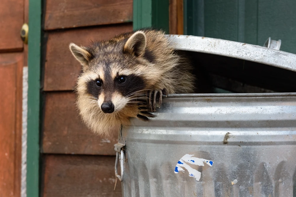 a raccoon peaking out of a trashcan