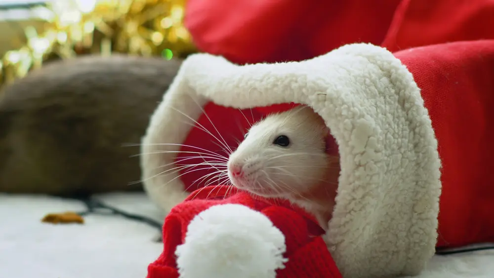 Rat hiding inside Christmas decorations, showing rats in christmas decor risk.