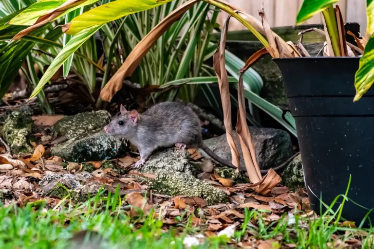 Rat in the yard showing infestation outdoor