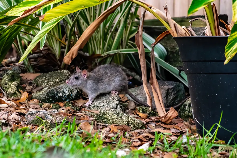 Rat in the yard showing infestation outdoor