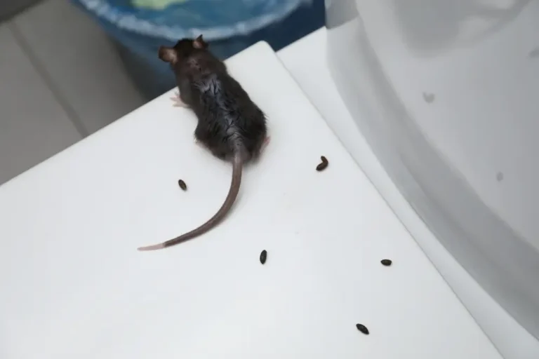 Rat in bathroom with droppings on floor showing signs rats invade your home
