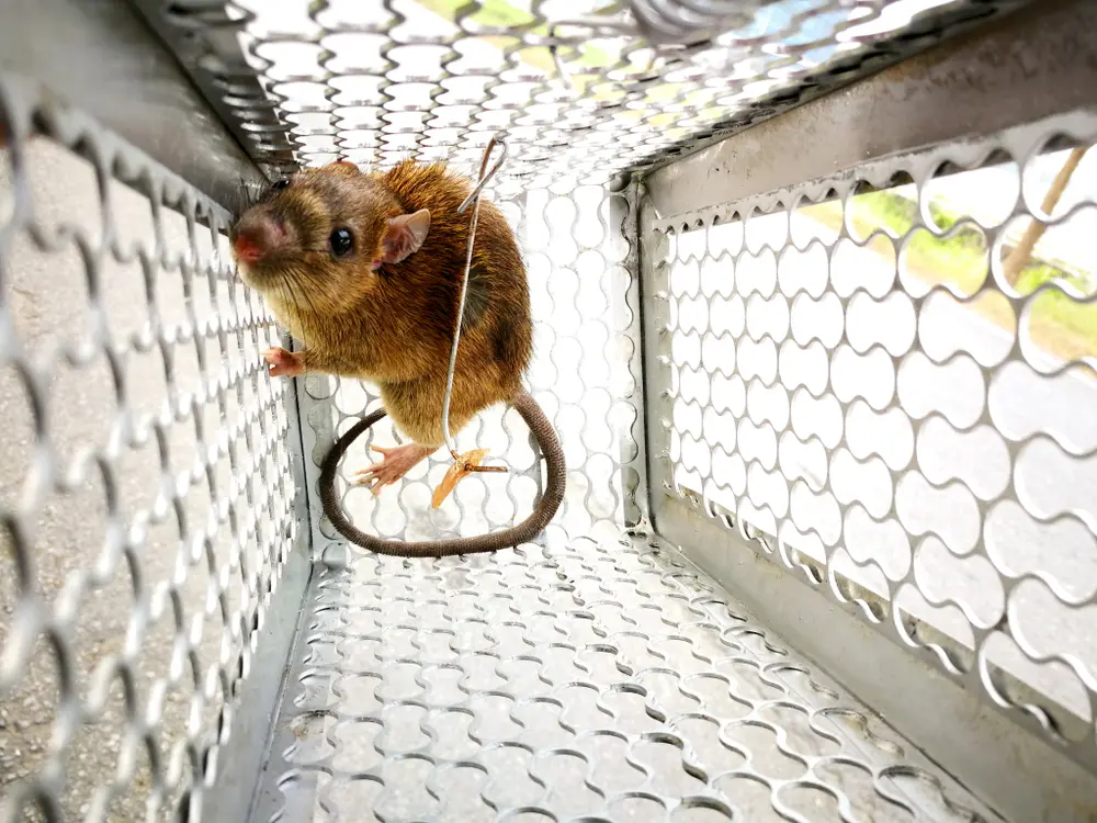 Live mouse caught inside a metal rodent control trap.