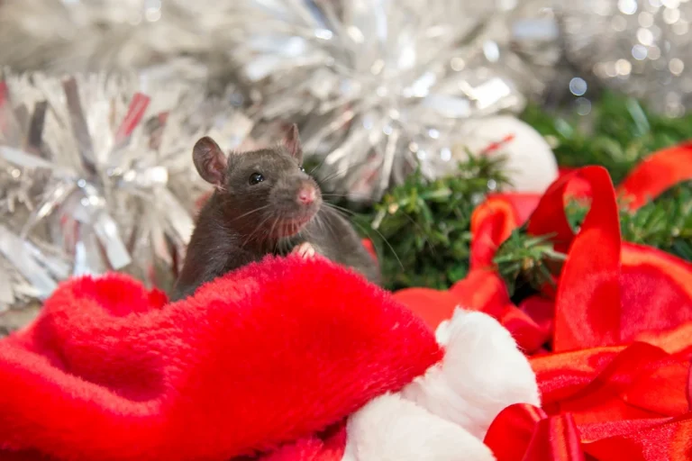 Mouse hiding among Christmas decorations, showing rodent activity during the holiday season.