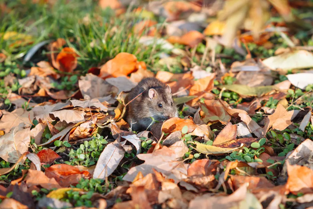 Rodent hiding among fallen leaves in autumn, showing the need for fall rodent prevention tips.