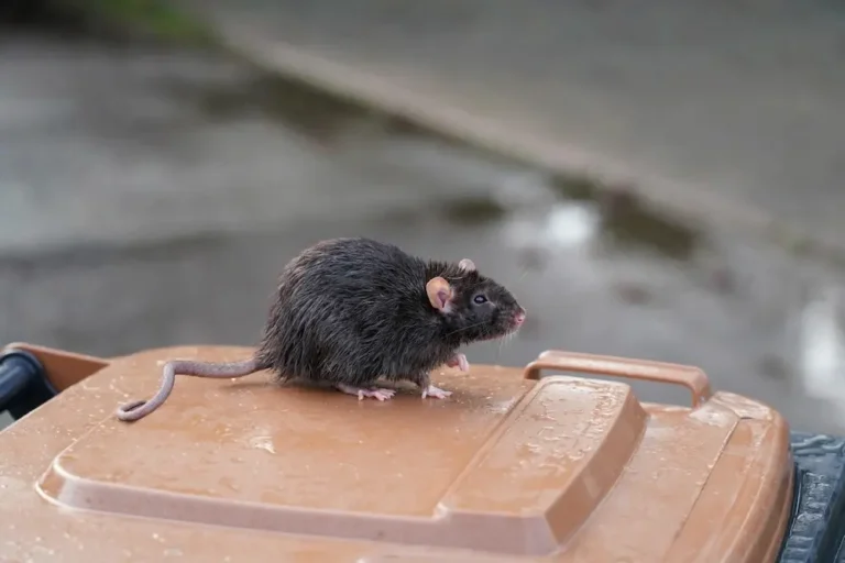 Rodent sitting on a trash bin lid, showing common rodents activity around homes.