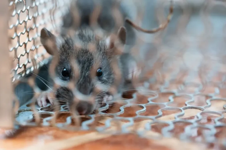 Brown rat on ground surface illustrating need for effective rodent prevention.