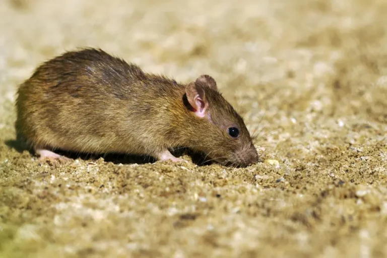 Brown rat on ground surface illustrating need for effective rodent prevention.
