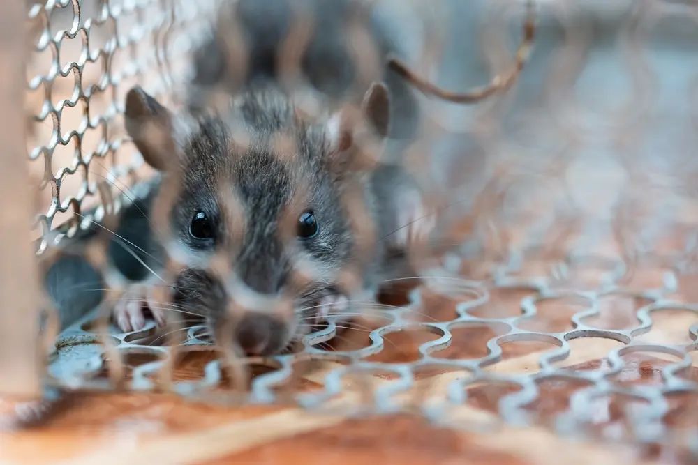 Brown rat on ground surface illustrating need for effective rodent prevention.