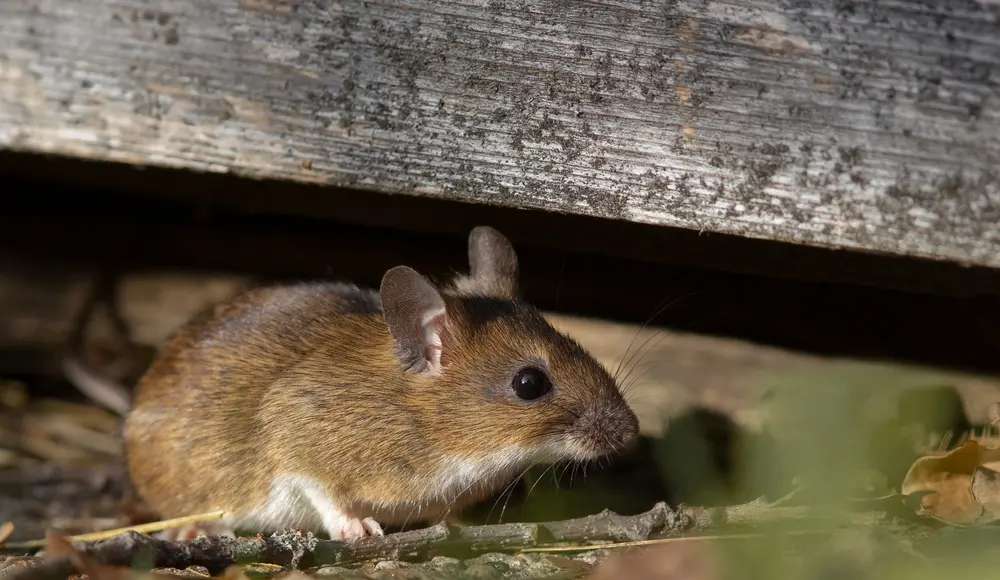 Rodent hiding under wooden deck showing rodents infestation outdoors