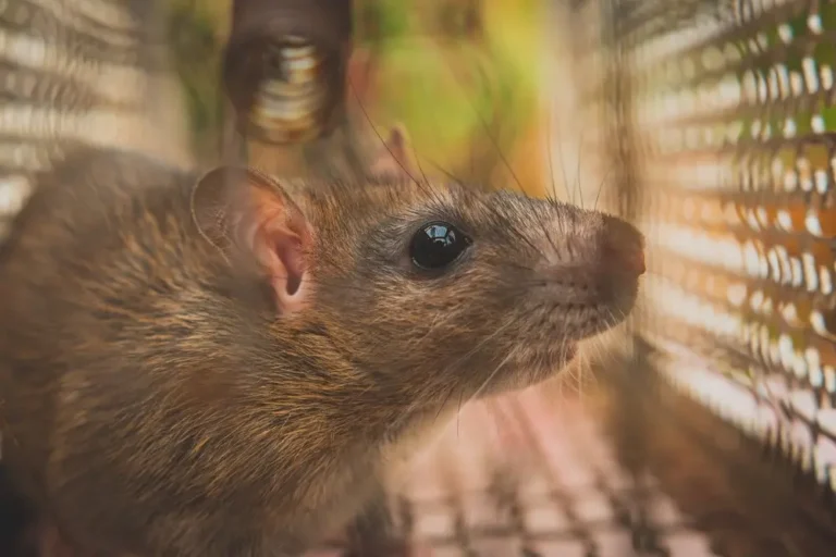 Rodents captured inside metal cage trap for effective rodent control.