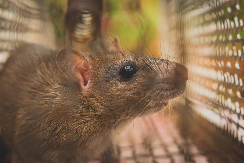 Rodents captured inside metal cage trap for effective rodent control.