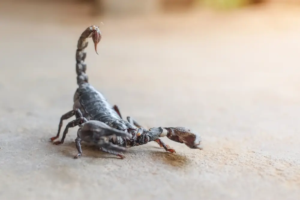 Close-up of scorpion on ground showing scorpion identification and risk