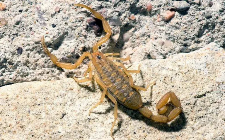 Scorpion crawling on rocky ground, showing common scorpions pest activity outdoors.