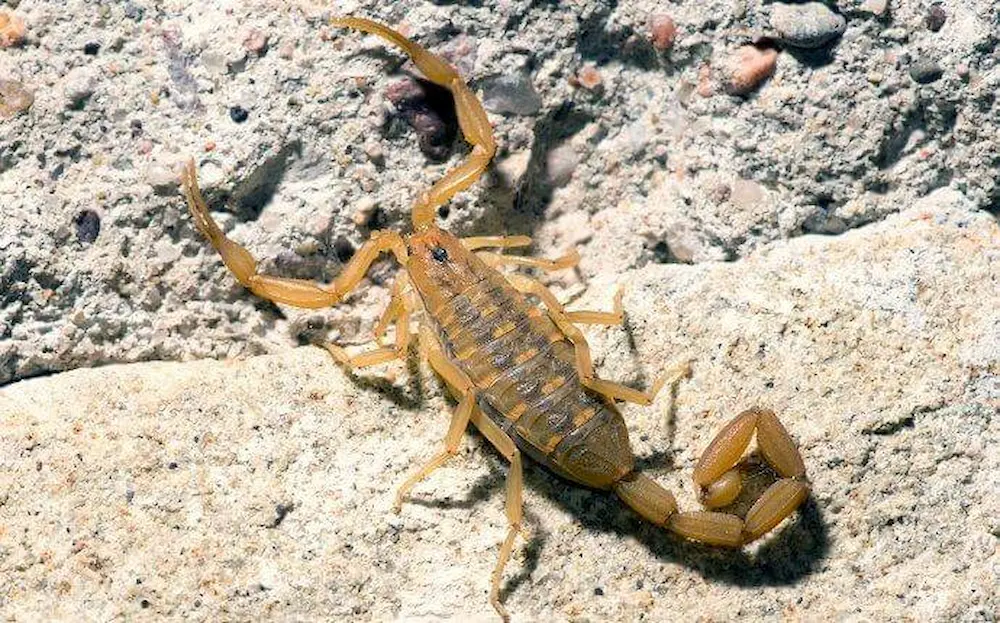 Scorpion crawling on rocky ground, showing common scorpions pest activity outdoors.