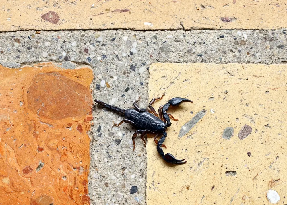 Scorpion crawling across tiled floor indoors showing potential scorpion threat.