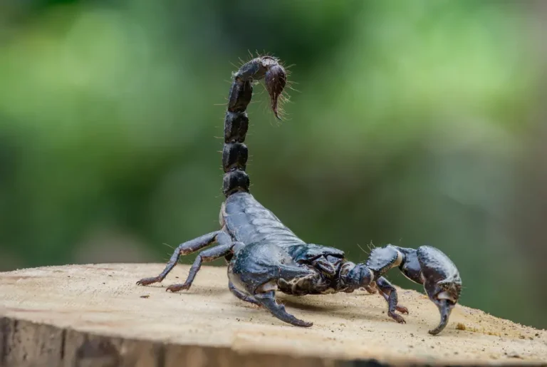 Close-up of a scorpion with raised tail on a wooden surface for scorpion identification and control