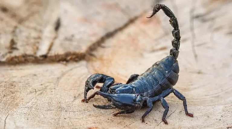 Scorpion standing on a wooden surface with raised tail, showing common scorpion pest activity.