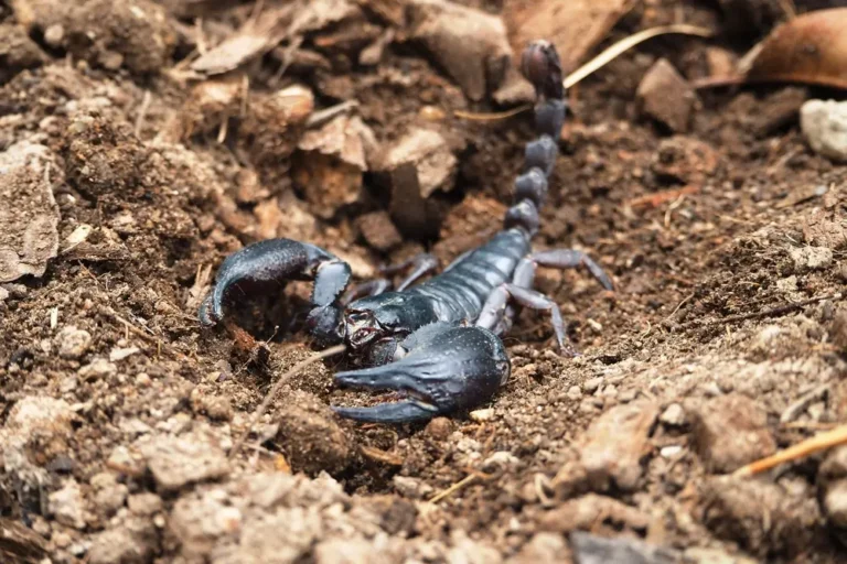 Black scorpion emerging from soil, showing scorpions hiding in ground debris.