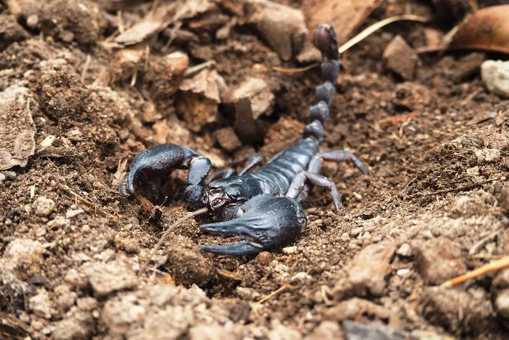 Black scorpion emerging from soil, showing scorpions hiding in ground debris.