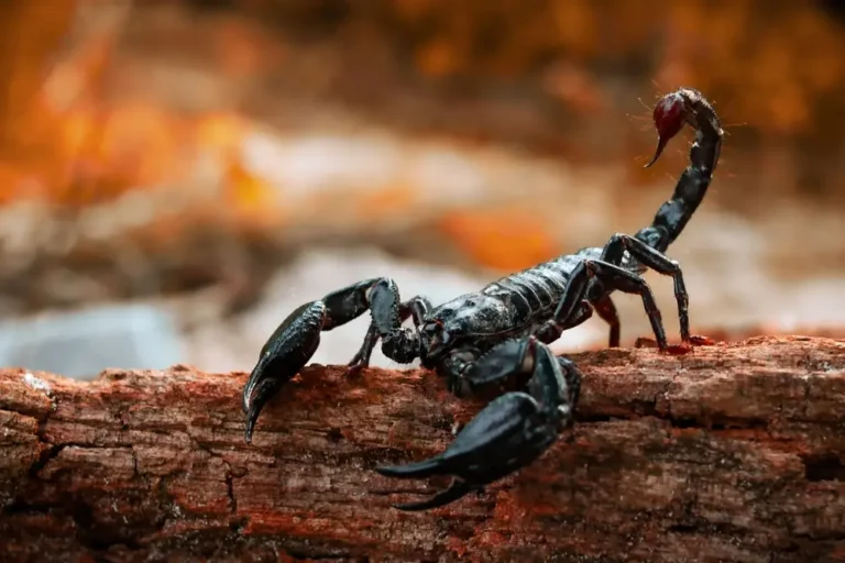 Scorpions crawling on wooden surface showing potential scorpions infestation.