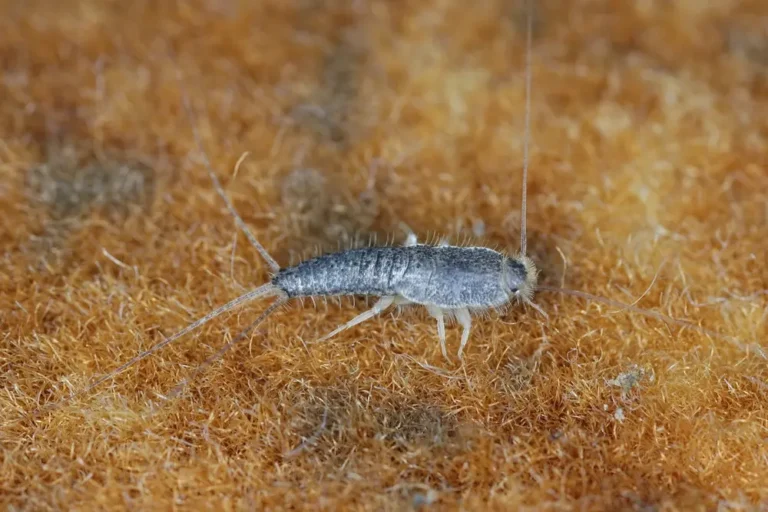 Silverfish insect on carpet surface indicating indoor silverfish infestation.