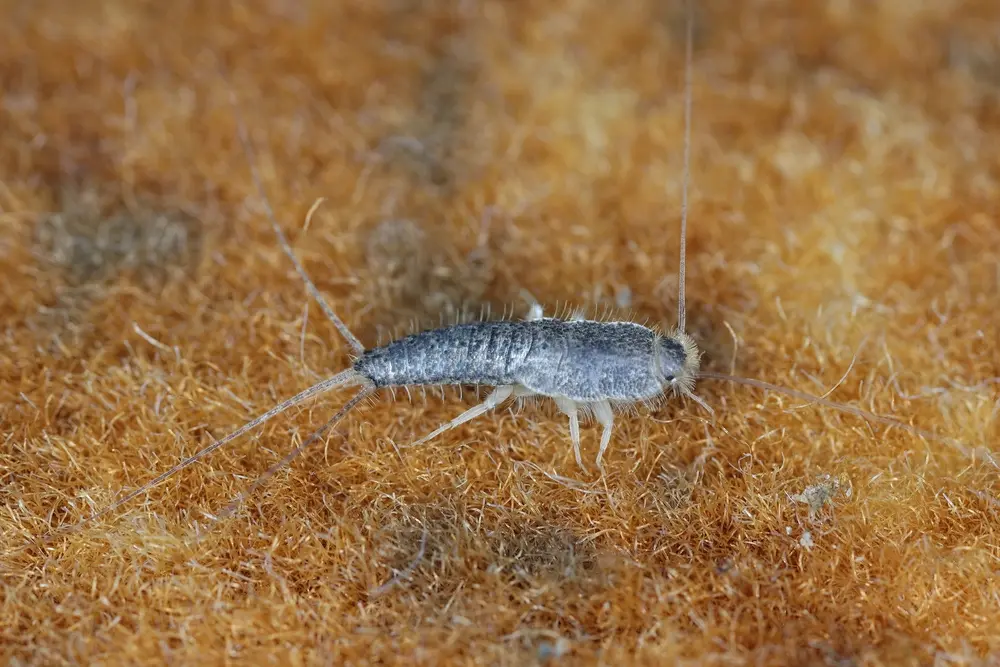 Silverfish insect on carpet surface indicating indoor silverfish infestation.