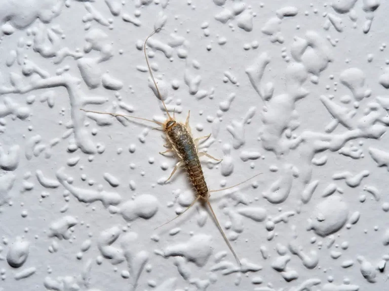 Silverfish insect moving across carpet fibers indoors.