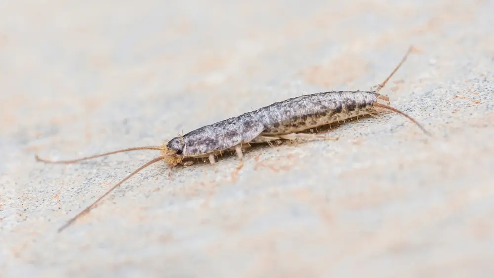 Silverfish insect on flat surface for silverfish identification and control
