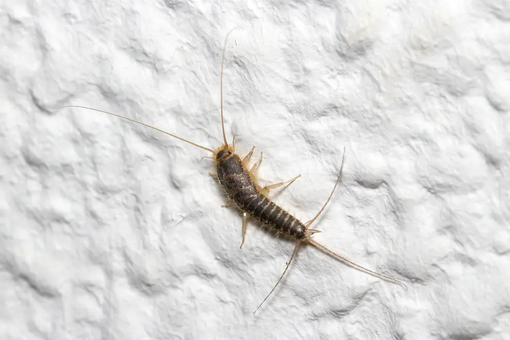 Silverfish crawling on interior wall for Silverfish identification and control