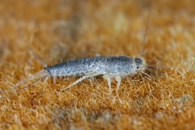Silverfish crawling on textured wall inside home.