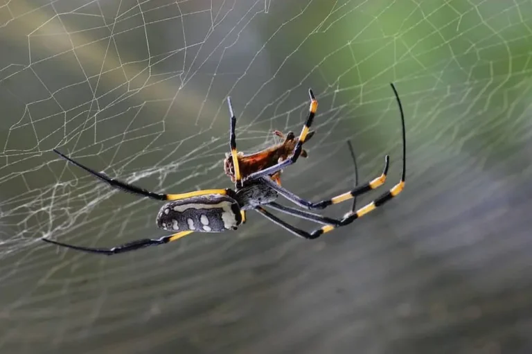 Spider hanging in its web outdoors, showing common spiders activity around homes.