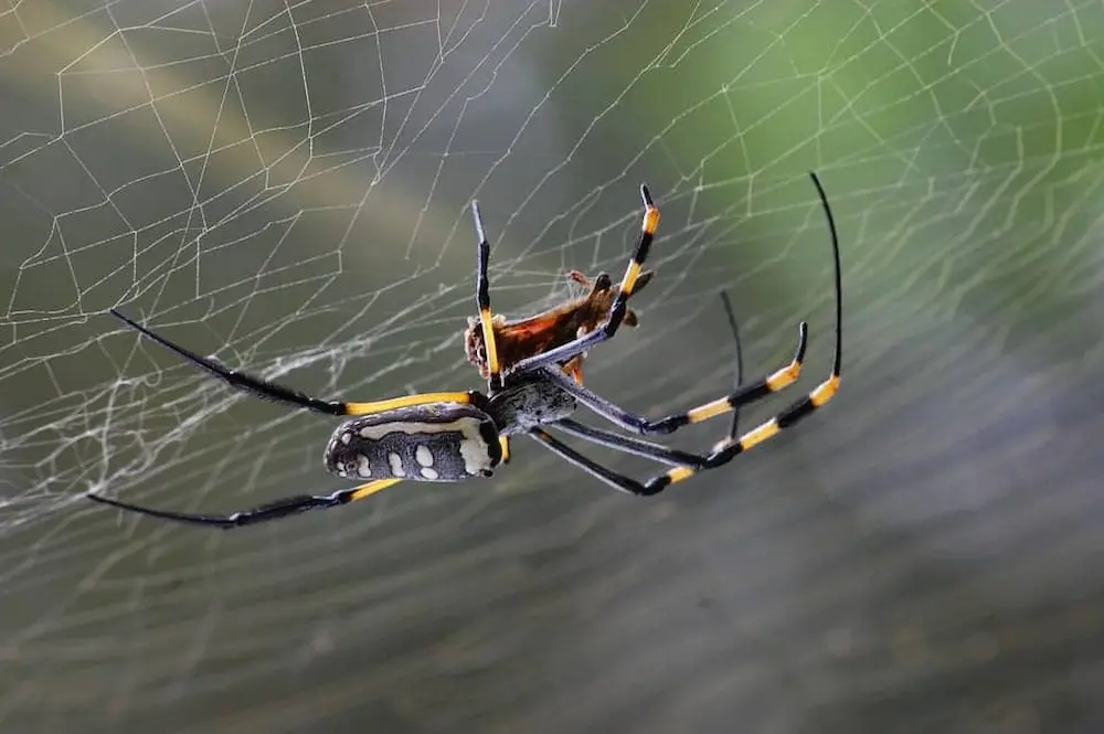 Spider hanging in its web outdoors, showing common spiders activity around homes.